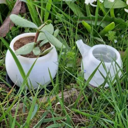 small flower pot