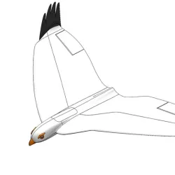 The printed seagull