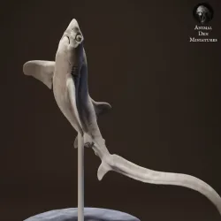 Big Eye Thresher Shark Jumping