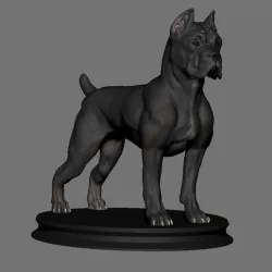 Cane Corso