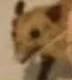 Heckstorm template