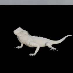 Physignathus cocincinus