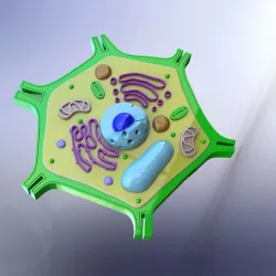 plant cell cellule végétale