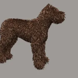 PORTUGUESE WATER DOG