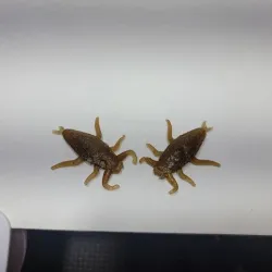 toe biter/ water bug soft lure