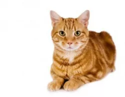 CAT obj fbx mb ma files Low-poly  3D model