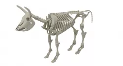 Cow Skeleton 3D model