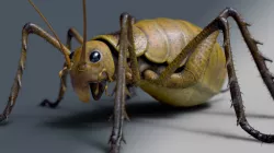 Cricket - giant weta Low-poly  3D model