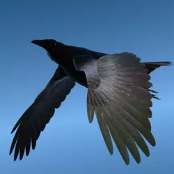 CROW - Fully Rigged For Lightwave 3D model