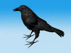 Crow Standing Model not rigged 3D model
