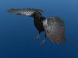 Crow Surfaced 3D model