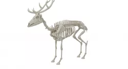 Deer Skeleton  3D model