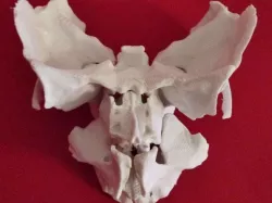 Face, Partial Human Skeleton