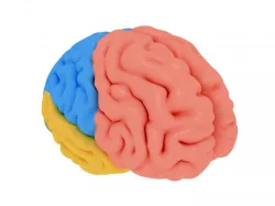 human brain Cerebrum Anatomy 3D model