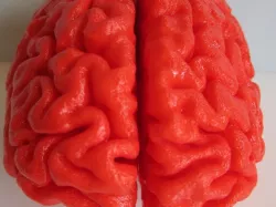 Human Brain, Full Scale