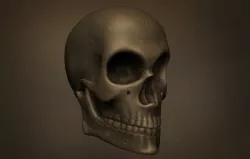 Human Skull 3D model