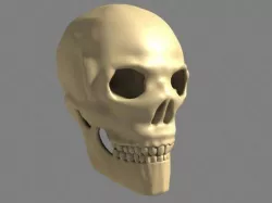 Human Skull 3D model