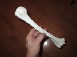 Humerus_Right Human Skeleton Upper Arm Bone