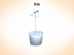 Iris 3D model