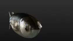 Mullet fish  Mediterranean sea fish Rigged Animated 3D model