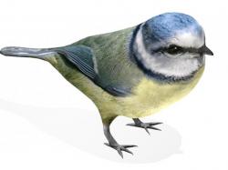 Nightingale bird 3D model
