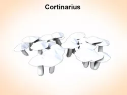 ortinarius 3D model