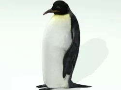 Penguin 3D model