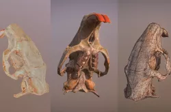 Photorealistic scanned nutria skull  Low-poly  3D model