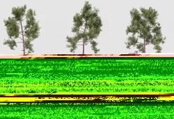 Pine tree 3D model