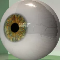 Realistic Human Eye 3D model