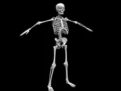 Realistic Human Skeletal System Low-poly  3D model