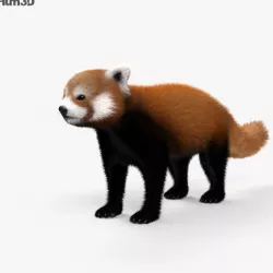 Red Panda HD 3D model