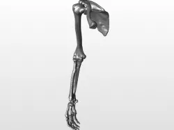Right arm