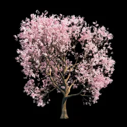 Sakura 10 3D model