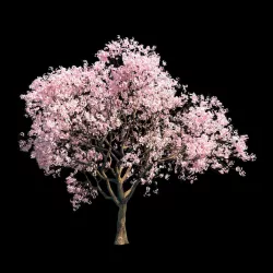 Sakura 6 3D model