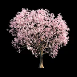 Sakura 8 3D model