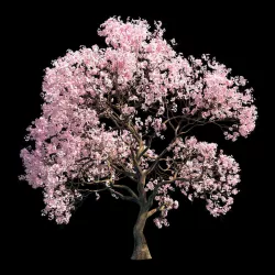 Sakura 9 3D model