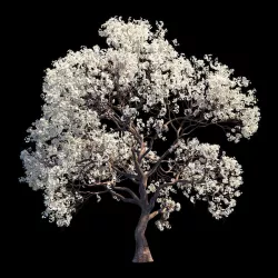Sakura White9 3D model