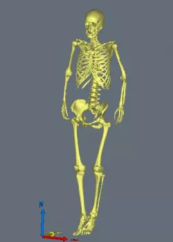 Skeleton (female)