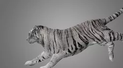 Tiger Animated 3D model Low-poly  3D model