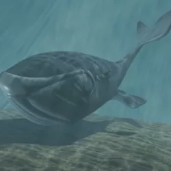 Toon whale 3D model