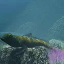 Tripterygion Fish Rigged Low-poly  3D model
