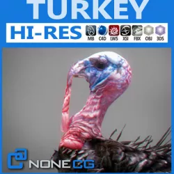Turkey 3D model