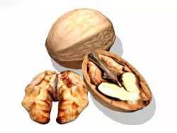Walnut 3D model