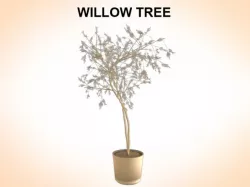 Willow Tree 3D model
