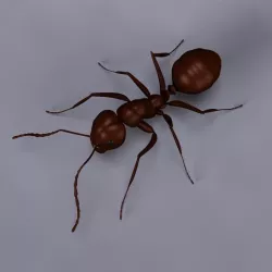 Ant model 3D model