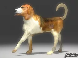 Beagle 3D model
