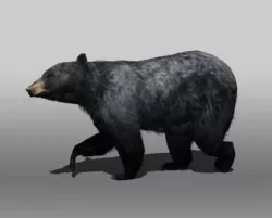 Black Bear Low-poly  3D model