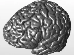 Brain (healthy)