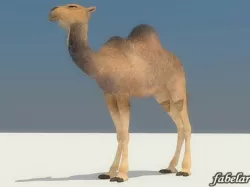 Camel 3D model